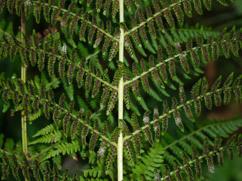 Common Lady Fern