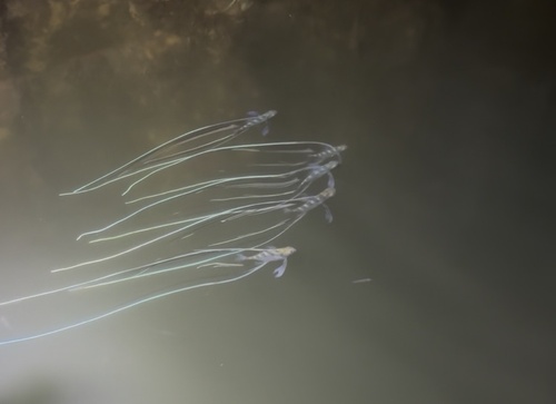 Alectis ciliaris observed 2026-09-06