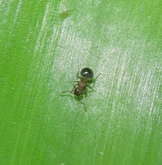 Meranoplus bicolor