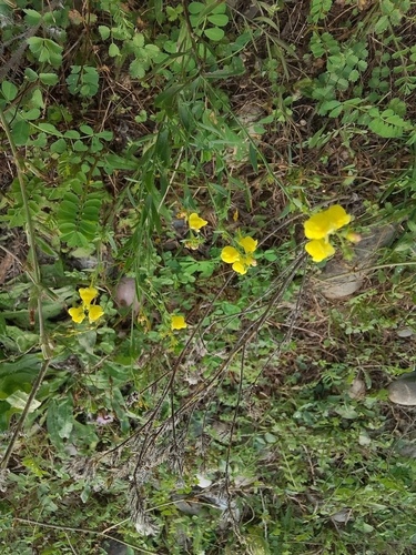 Broomleaf Toadflax