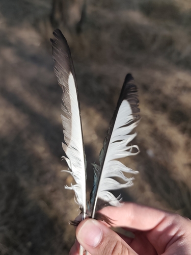 Eurasian Magpie