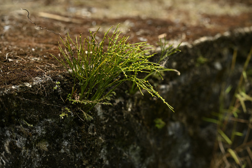 skeleton fork fern