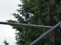 Hirundo rustica