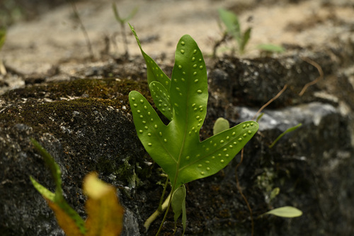 monarch fern
