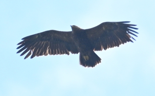 Lesser Spotted Eagle