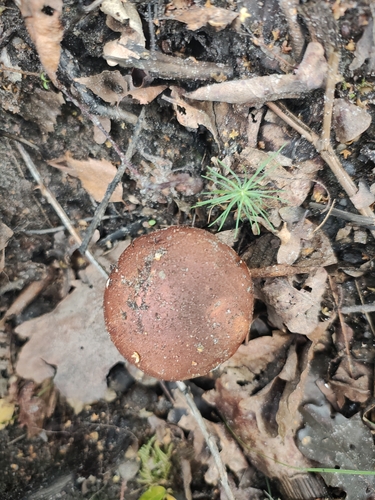 Bay Bolete