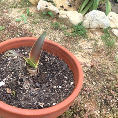 Hippeastrum vittatum