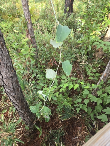 Smilax glauca, photograph 6