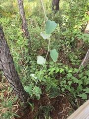 Smilax glauca, photograph author not stated, no rights reserved