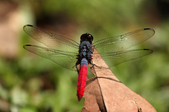 Orthetrum schneideri