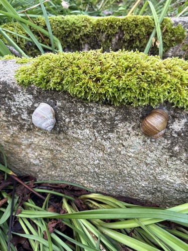 Roman Snail
