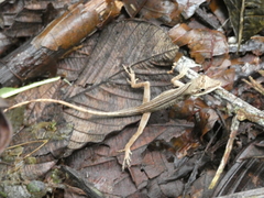 Anolis kemptoni