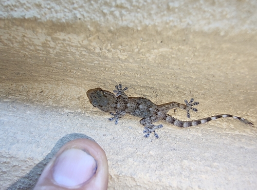 Moorish Gecko