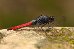 Orthetrum schneideri