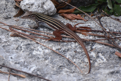 Aspidoscelis angusticeps angusticeps