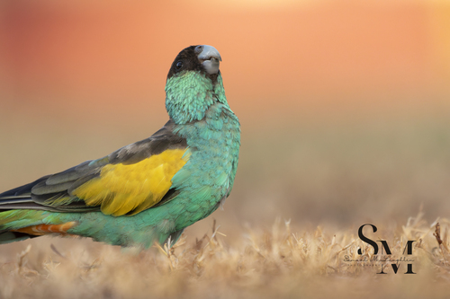 Hooded Parrot