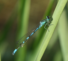 Coenagrion ornatum