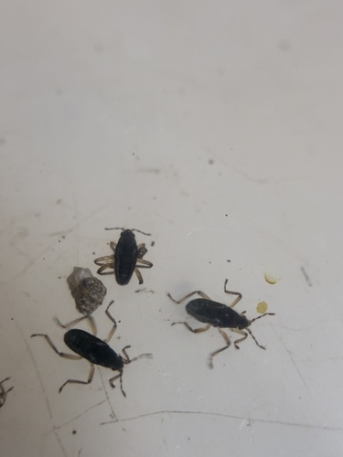 Pseudovelia, 2026-08-30