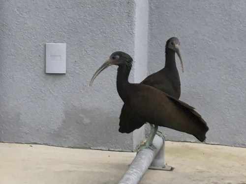 Green Ibis