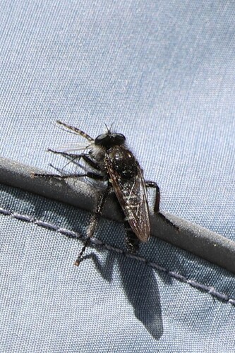 iNaturalist observation photo of Brachyrhopalinae