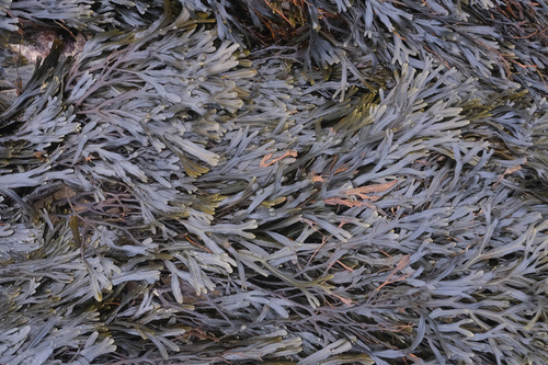 bladder wrack