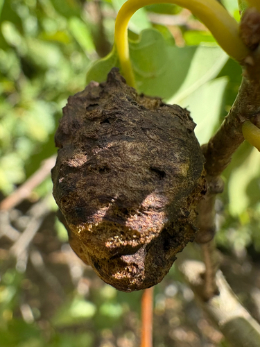 Oak Apple Gall Wasp