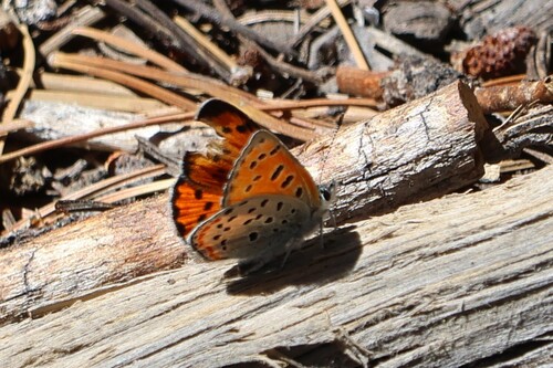 iNaturalist observation photo of Lustrous Copper