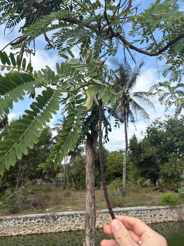 Sesbania grandiflora observed 2026-09-06