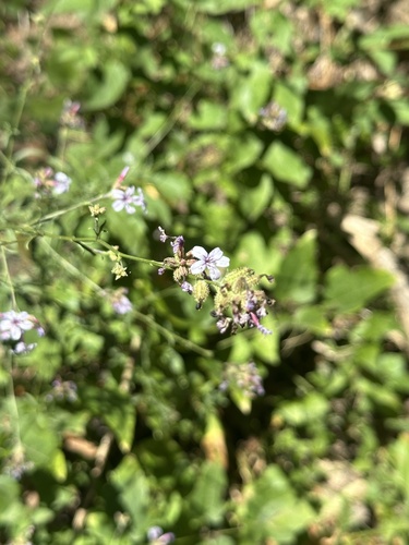 common leadwort