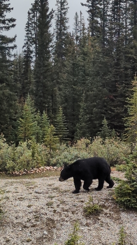 Black Bear sighting near Lake Louise, AB
