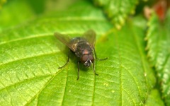 Eudasyphora cyanella