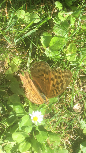 Silver-washed Fritillary