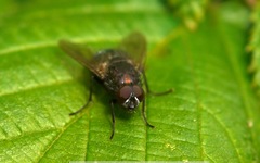 Eudasyphora cyanella