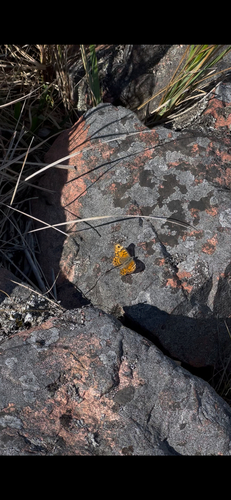 Wall Brown