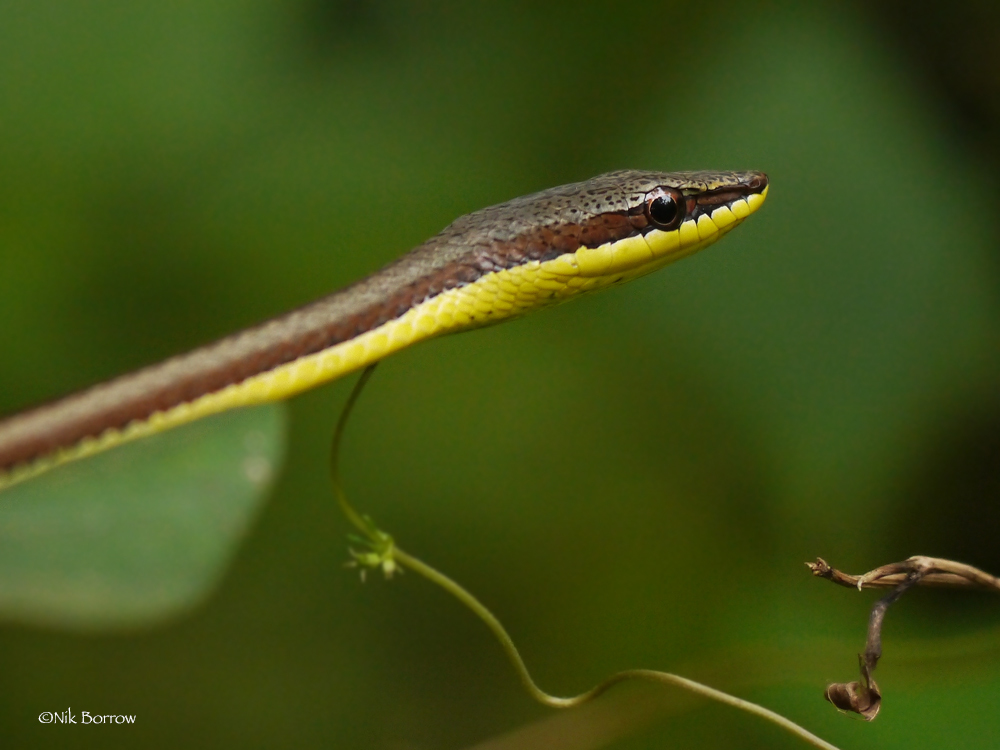 Elegant Sand Racer (HX - Fauna of the Bissagos) · iNaturalist