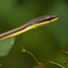 Psammophis elegans - Photo (c) Nik Borrow, osa oikeuksista pidätetään (CC BY-NC), lähettänyt Nik Borrow
