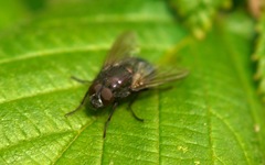 Eudasyphora cyanella