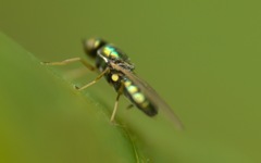 Microchrysa flavicornis