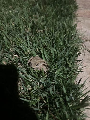 European Toad