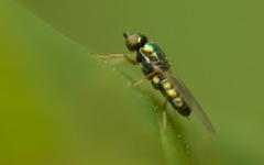 Microchrysa flavicornis