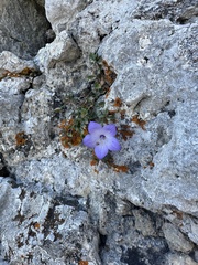 Campanula fragilis