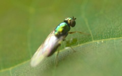 Microchrysa flavicornis
