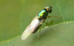 Microchrysa flavicornis