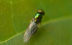 Microchrysa flavicornis