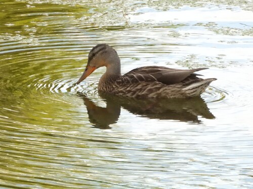 Mallard