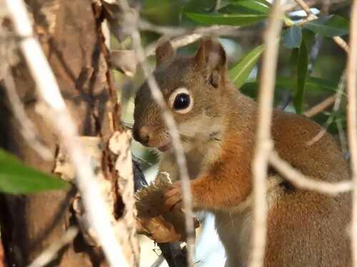 American Red Squirrel