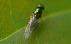 Microchrysa flavicornis