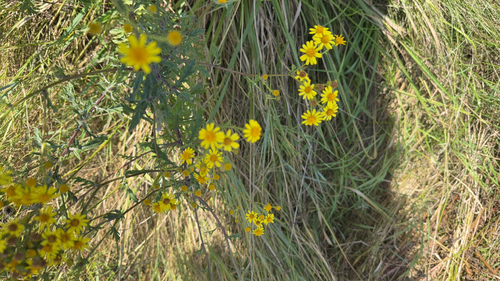 Hoary Ragwort