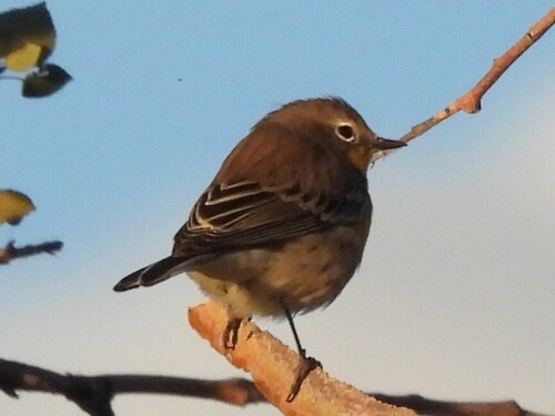 Yellow-rumped Warbler
