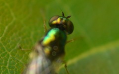 Microchrysa flavicornis